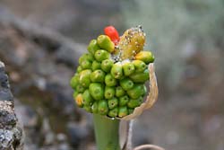 Oryginalna flora