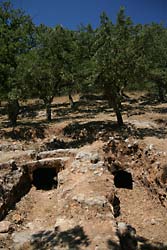 Grobowce sąsiadują z drzewami oliwnymi 