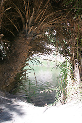 Dzikie zejście do rzeki w lesie palmowym